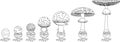 Coloring page with life cycle of fly agaric mushroom. Stages of fly agaric (Amanita muscaria) fruiting body matures Royalty Free Stock Photo